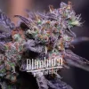 Close-up of Blackberry Moonrocks, showcasing its vibrant purple buds with crystal trichomes.