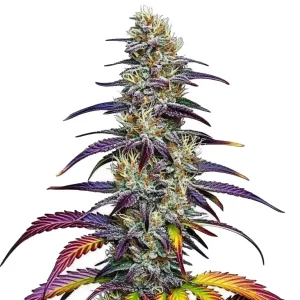 Fully grown Blue Dream strain showing a colorful array of purple and green.