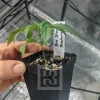 Young Blue Dream seedling in a pot, ready for transplant.