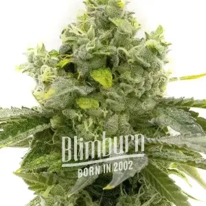 Bruce Banner Fast Blooming Strain sprout, vibrant green and healthy in early growth stage.