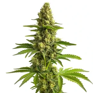 Healthy Bruce Banner plant with bright green foliage and dense flowering.