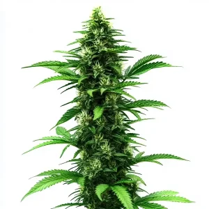 Tall, resin-rich C Banana strain with purple accents and a thick cluster of buds.