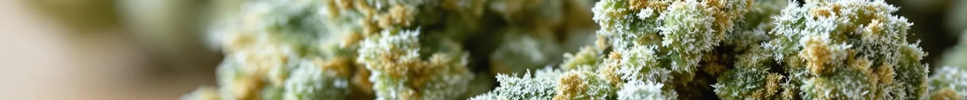 Close-up of CBD-rich cannabis buds with trichomes on a wooden surface, capturing the calming green hues associated with CBD euphoria.