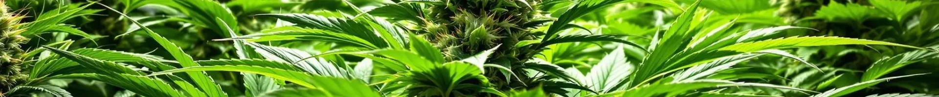 Close-up of a healthy cannabis plant inside a grow tent, showcasing the benefits of CO2 for grow tent to boost plant growth.