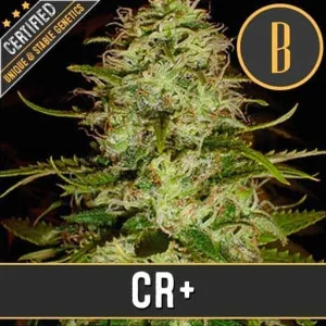 CR+ strain showcasing its resin-rich buds with bright green hues and orange pistils.