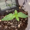 Small Cafe Racer plant thriving in soil, showing healthy new growth.