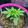 Young Cafe Racer seedling with vibrant green leaves in an early stage of growth.