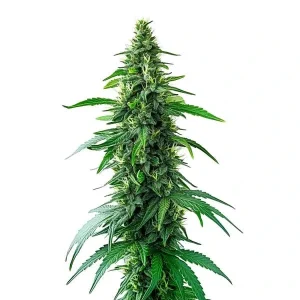 Charlottes Web strain with robust buds and golden leaves, known for its high CBD content.