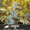 Chemdog #4 strain flowering under optimal conditions with lush foliage.