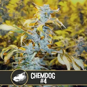 Chemdog #4 strain flowering under optimal conditions with lush foliage.