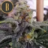 "Close-up of Chemdog #4 cannabis bud with orange pistils and dense trichomes.