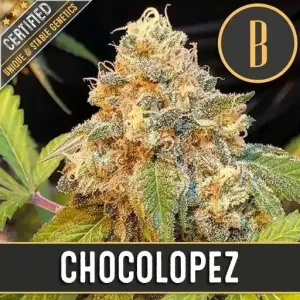 Blooming Chocolopez bud with rich trichome coverage and bright hues.