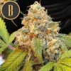Fully grown Chocolopez strain, boasting resinous buds and healthy green leaves.