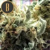 Vibrant Chemdog #4 plant displaying heavy resin-coated buds.