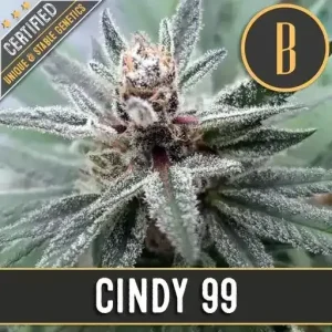 Frosty Cindy 99 bud with visible trichomes sparkling against dark green leaves."