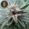 Certified genetics of Cindy 99, displaying well-developed and resinous buds.