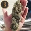 Large Cindy 99 bud held in hand, showing its scale and frosty appearance.