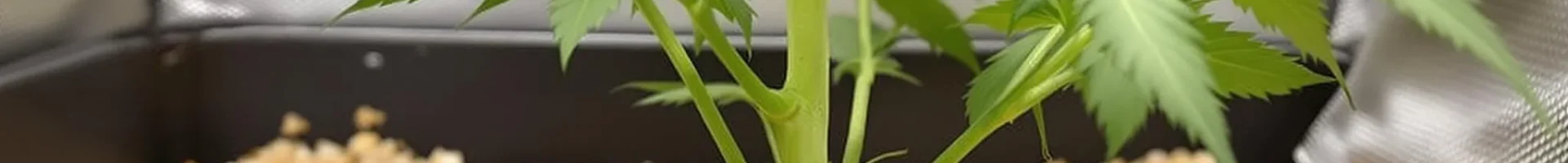 Close-up of cannabis plant roots in coco coir for growing weed, showing healthy growth with perlite for aeration.