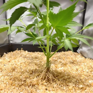 Coco Coir for Growing Weed: A Smart Choice for Your Cultivation