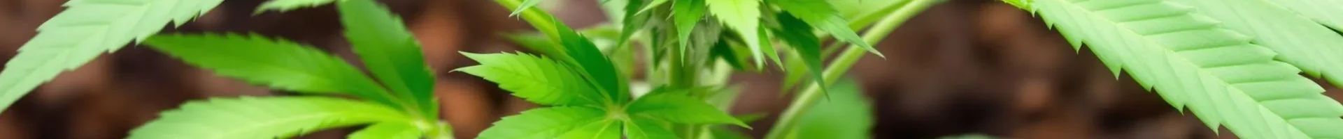 Healthy cannabis plant growing in soil enriched with coffee grounds for cannabis, showing lush green leaves and vibrant growth.