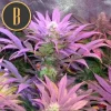 Critical Auto plant with compact buds covered in trichomes, surrounded by bright green leaves, set against a neutral background