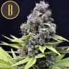 Critical auto bud