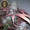 Critical Daddy strain in full bloom, featuring rich purple leaves and frosty buds.