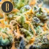 Critical Daddy strain bud showing off its dense structure and generous resin coating.