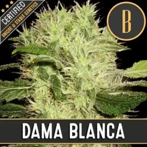 Vibrant flowering of Dama Blanca strain showcasing healthy growth.