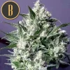 Dama Blanca strain plant with lush green leaves and frosty buds.