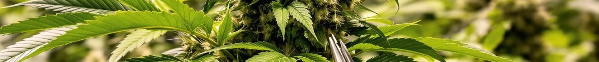 Grower defoliating autoflowers late flower by removing a fan leaf with sterilized scissors to improve light and airflow.