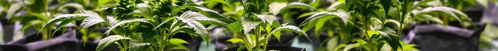 Hydroponic system with cannabis plants thriving in net pots over a reservoir of distilled water, illuminated by grow lights.