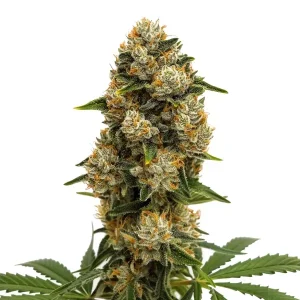 Durban Poison Auto strain, featuring long, lush buds with bright orange hairs.