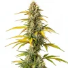 Cogollo de GMO Strain de Blimburn Seeds, con pistilos naranjas brillantes y hojas oscuras.