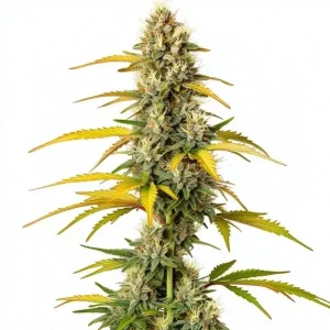 Cogollo de GMO Strain de Blimburn Seeds, con pistilos naranjas brillantes y hojas oscuras.