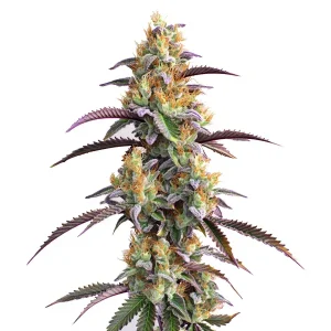 Impresionante cogollo maduro de Gator Breath Strain de Blimburn Seeds con tonos púrpuras y verdes.