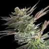 Gelato Fast Version bud showcasing its rich trichomes and deep, rich colors.