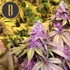 Colorful flowering of Gelato strain with orange pistils and purple leaves.