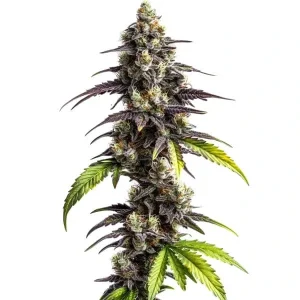 Hermosa estructura alta de la variedad Ghost Train Haze Strain de Blimburn Seeds, con cogollos recubiertos de resina.