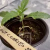 Young Girl Scout Cookies strain plant thriving in a controlled environment.