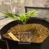 Early growth of Girl Scout Cookies strain in an indoor setup.