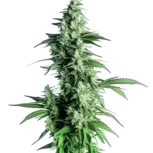 Goji OG Strain de Blimburn Seeds, con una estructura alta y hojas de color verde intenso.