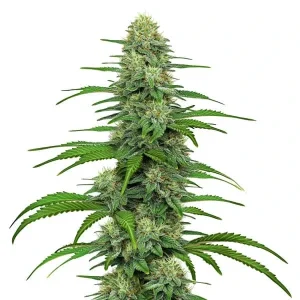 Gorilla G4 Strain showing dense bud structure and vibrant green foliage.