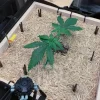 Two Gorilla G4 Strain plants in a grow box with straw mulch.