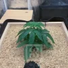 Gorilla G4 Strain plant growing indoors in its early vegetative stage.