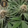 Close-up of Gorilla Glue #4 Auto bud, showcasing frosty trichomes and orange pistils, with vibrant green foliage