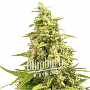 Gorilla Glue #4 Fast Version plant in full bloom, featuring dense buds and abundant resin.