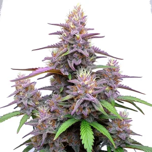 Gorilla Purple Auto showcasing its striking purple buds and vibrant foliage.