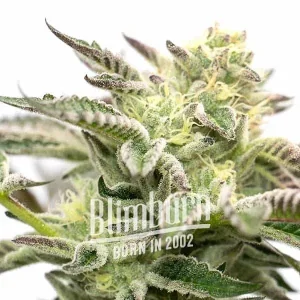 Gorilla Sherbet Strain de Blimburn Seeds, con flores espesas y pistilos naranjas y púrpuras.