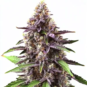 Grandaddy Purple Strain with stunning purple hues and dense flower clusters.